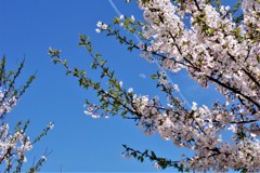 青空と桜と月とヒコーキ雲