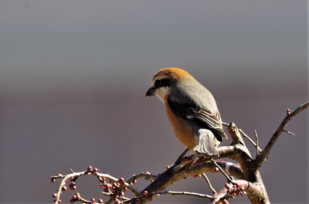 一昨日のモズ (1)