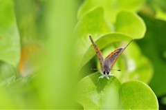 昨日のベニちゃん (3)