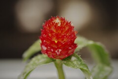庭先にて (2)