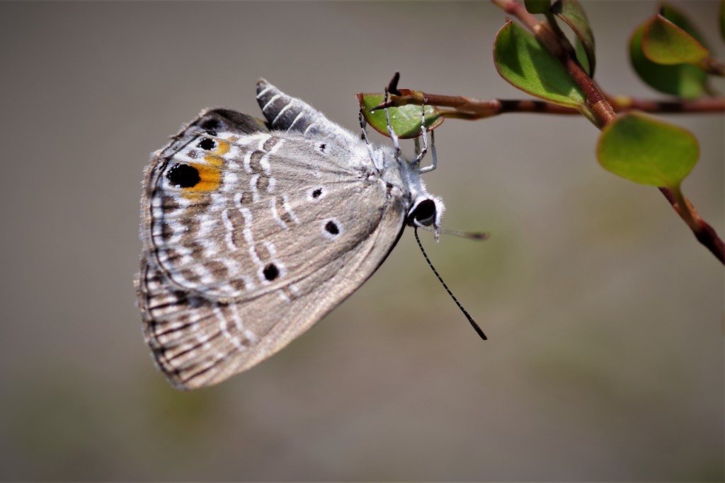 昨日のシジミチョウ (1)