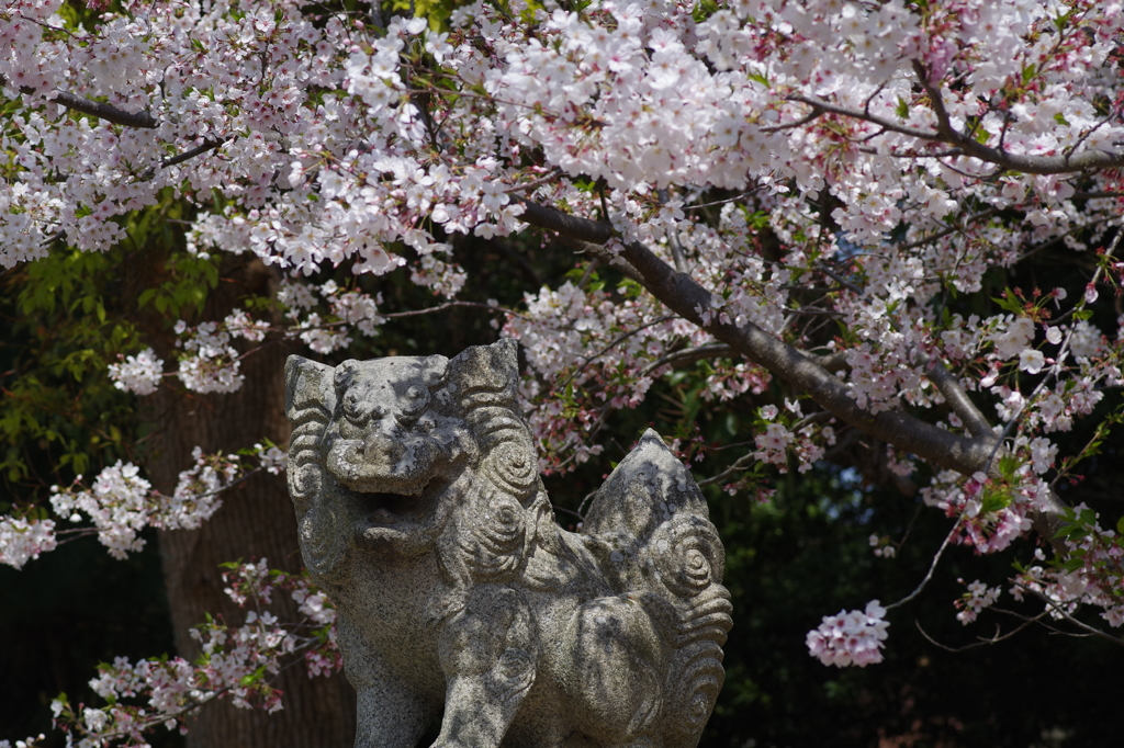 狛犬と桜