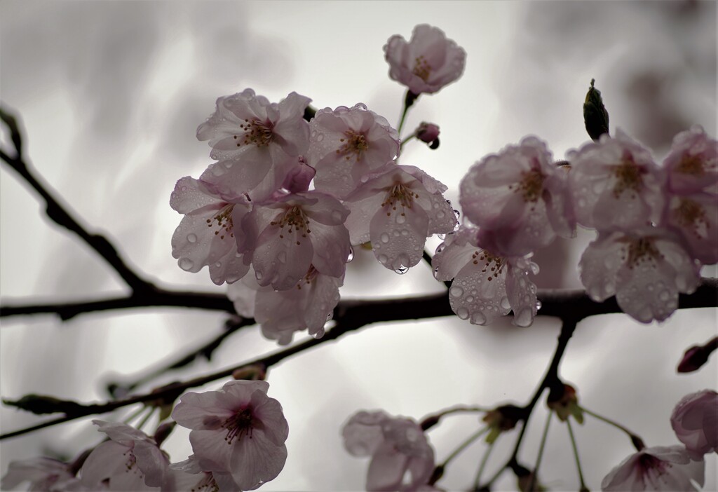 雨の桜 (2)