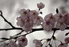 雨の桜 (2)