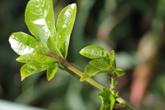 パッションフルーツの新芽