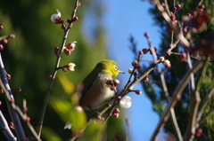 昨日のメジロ (2)