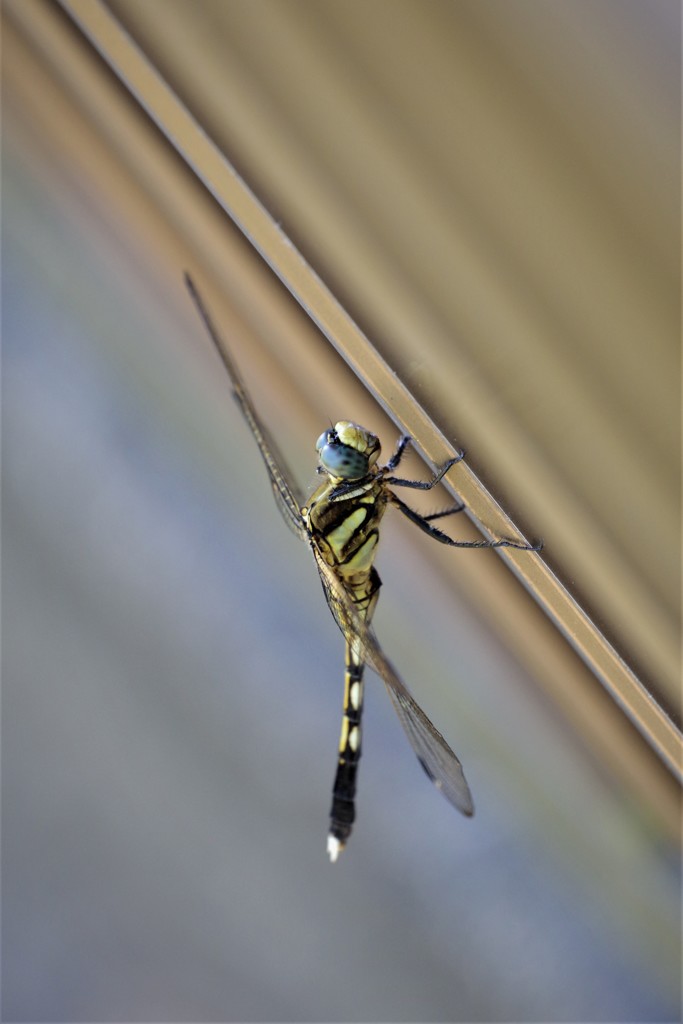今日のトンボ (5)