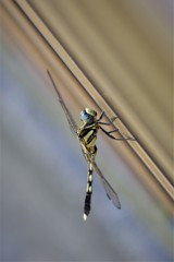 今日のトンボ (5)