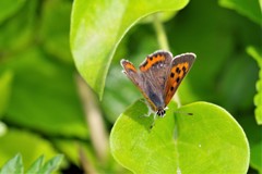 昨日のベニちゃん (2)