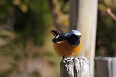 昨日のジョビ君 (3)