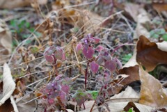 ヒメオドリコソウ