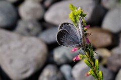 昨日のヤマトシジミ (2)