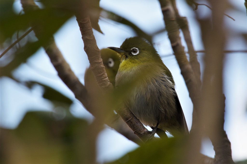 昨日のメジロ (1)