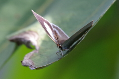 ウラギンシジミ