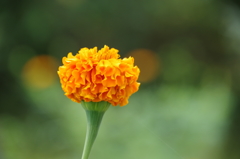 フレンチ・マリーゴールド