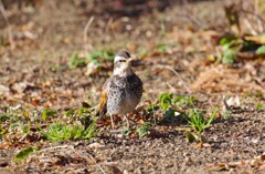 今日の野鳥 (2)