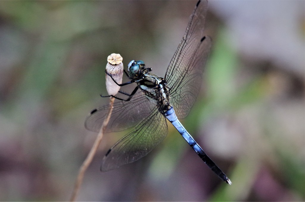 昨日のトンボ (1)