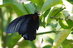 ナガサキアゲハ (1)