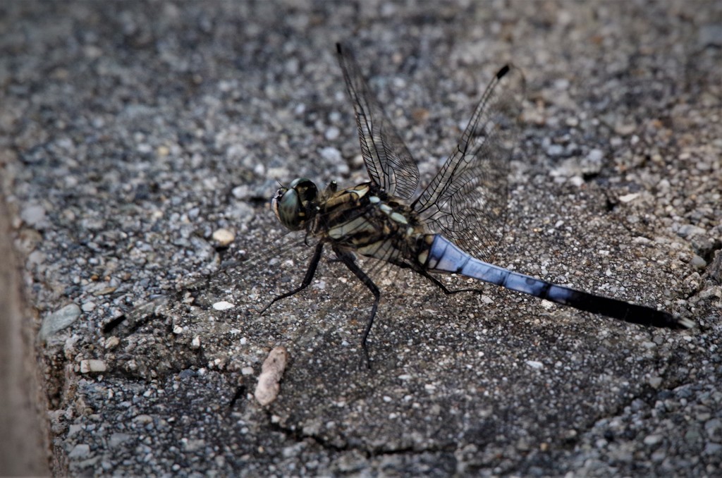 昨日のトンボ (2)