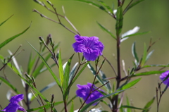 昨日の花