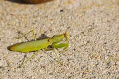 カマキリちゃん (1)