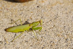 カマキリちゃん (1)