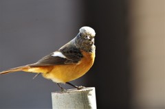 昨日のジョビ君  (3)