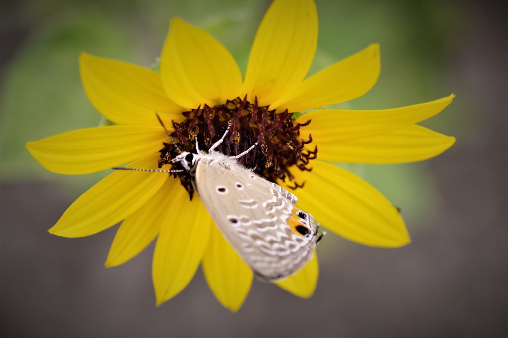 昨日のシジミチョウ (2)