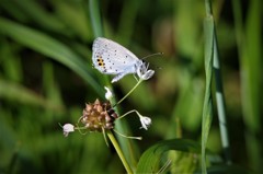 昨日のヤマトシジミ (1)