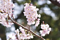 春 (1)