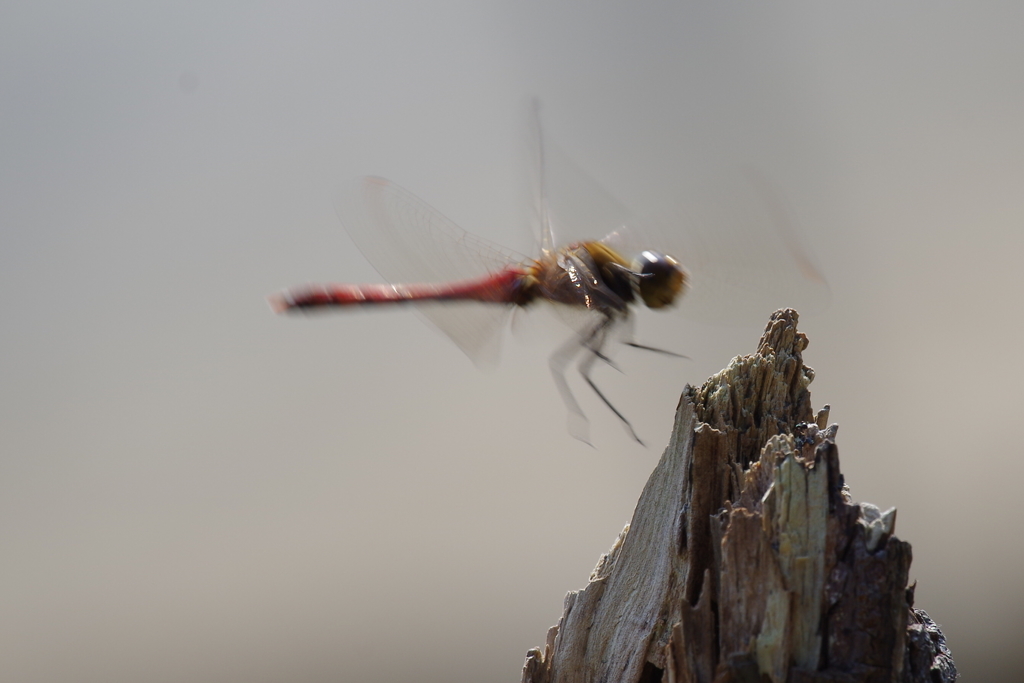 昨日の赤トンボ2