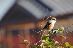 昨日のモズちゃん (1)