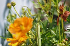 見つかっちゃったぁ