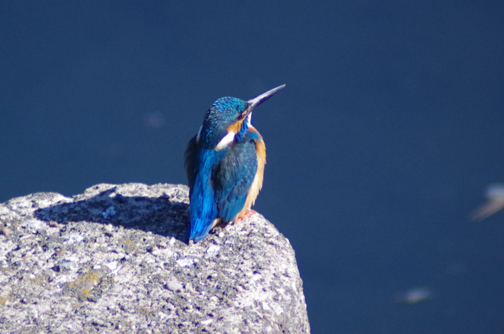 2016年2月7日 (10)