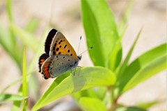 昨日のベニシジミ (2)