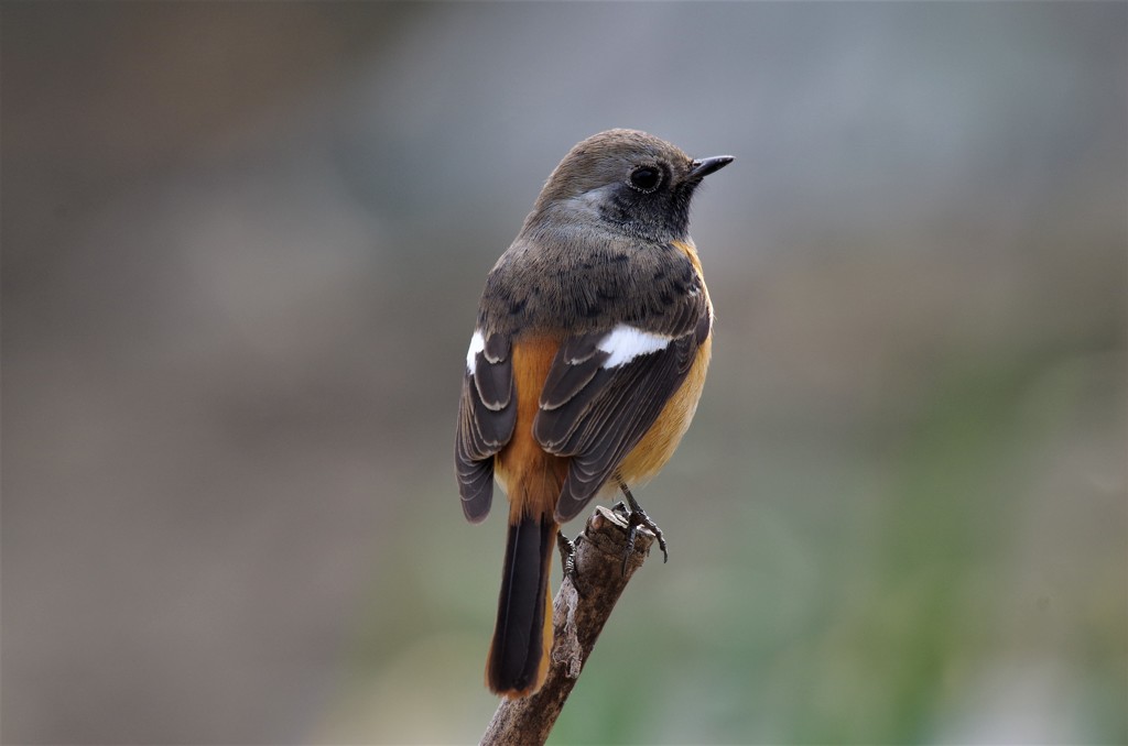 いつものジョビ君 (3)