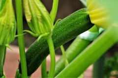 ウチのズッキーニ