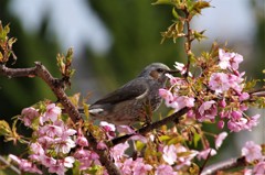 ヒヨドリと河津桜 (1)