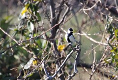 昨日の野鳥 (2)