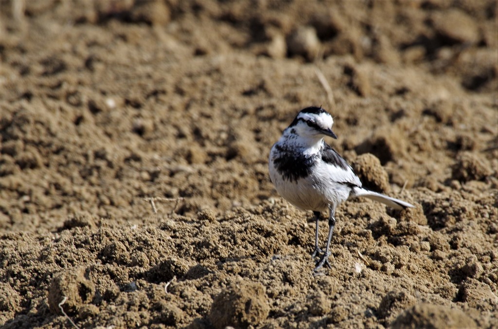 ハクセキレイ (1)