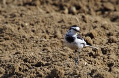 ハクセキレイ (1)