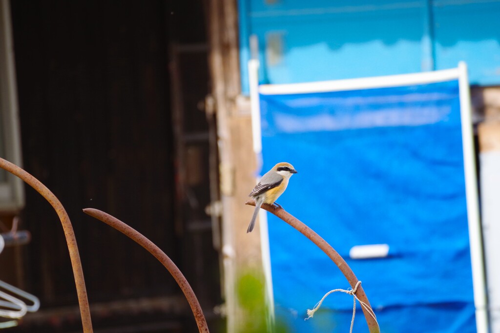 今日の野鳥 (1)