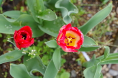 今日のチューリップ (2)