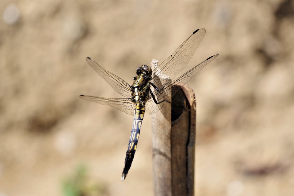 今日のトンボ (3)