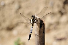 今日のトンボ (3)