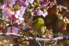 河津桜とメジロ (1)