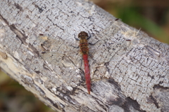 今日のトンボ (2)