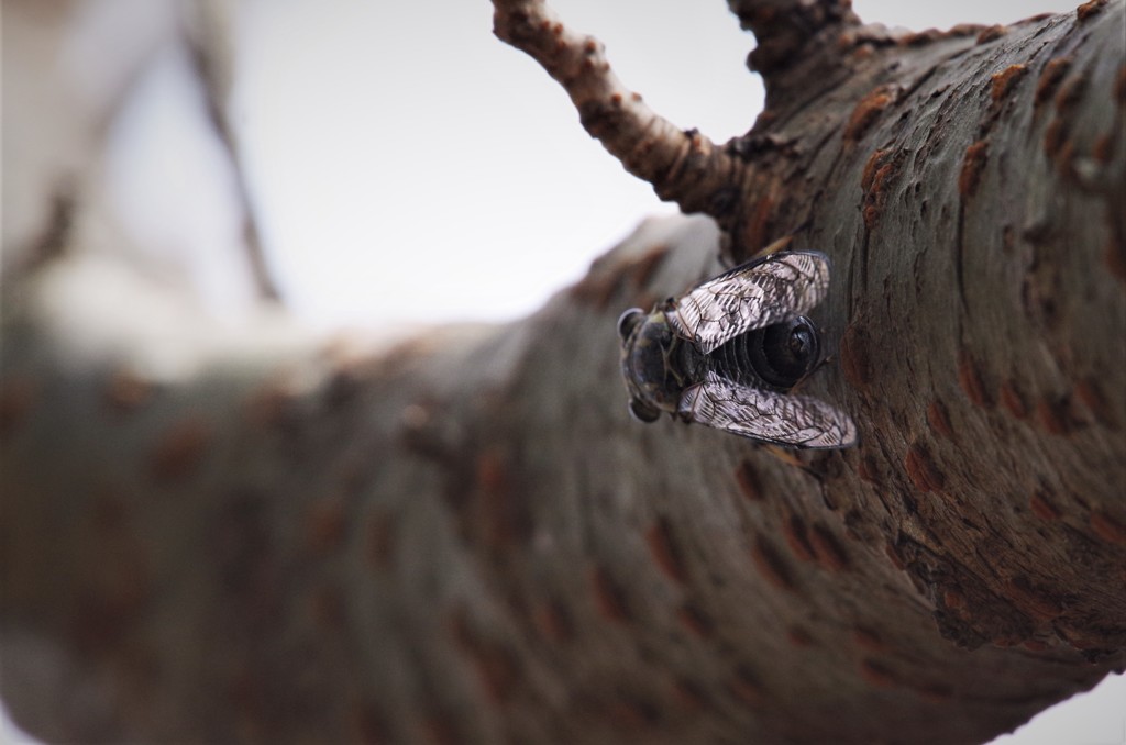 今日も鳴いてます。 (3)