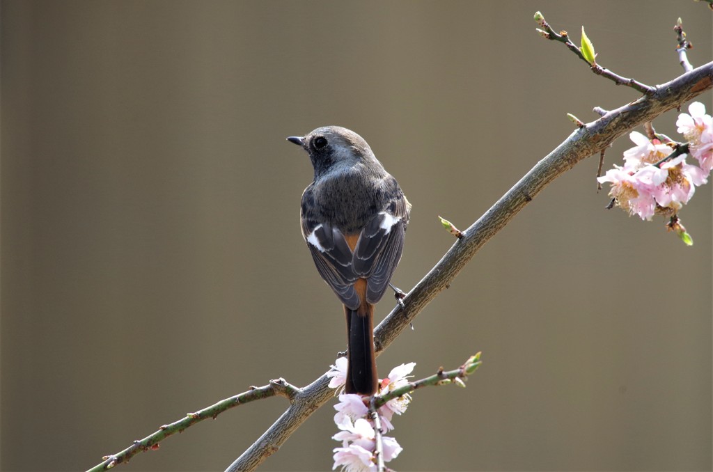 昨日のジョビ君 (2)