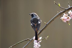 昨日のジョビ君 (2)